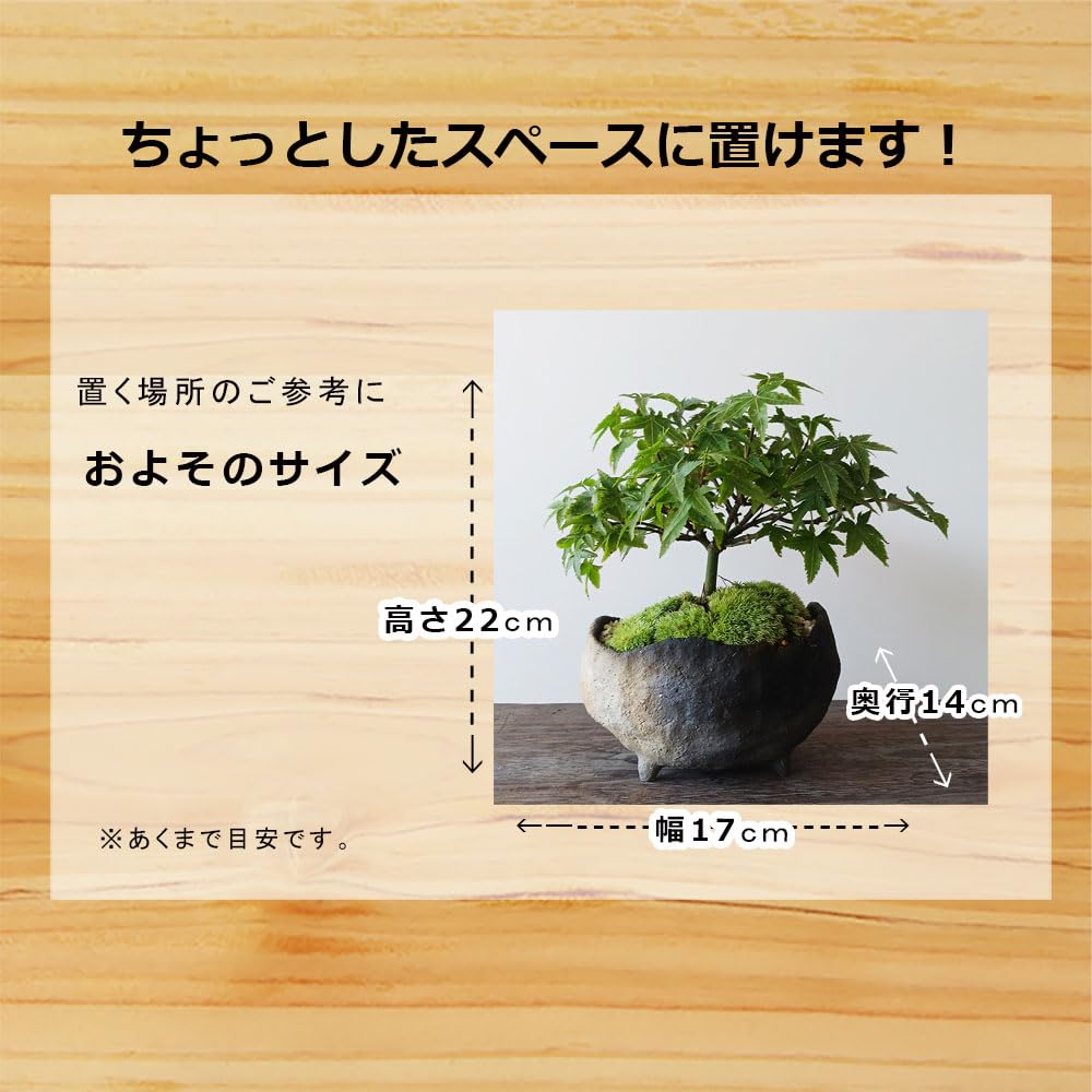 Amazon｜【清姫（きよひめ）モミジの盆栽（炭化焼締鉢）真山茜】もみじ